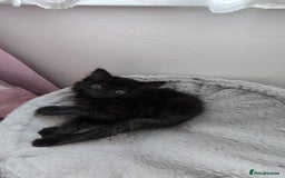 Mixed Breed cats for sale: 5 Kittens for sale - Image 13