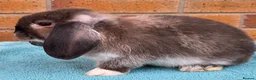 Mini Lop rabbits for sale: Mini Lop Babies - Advert 7