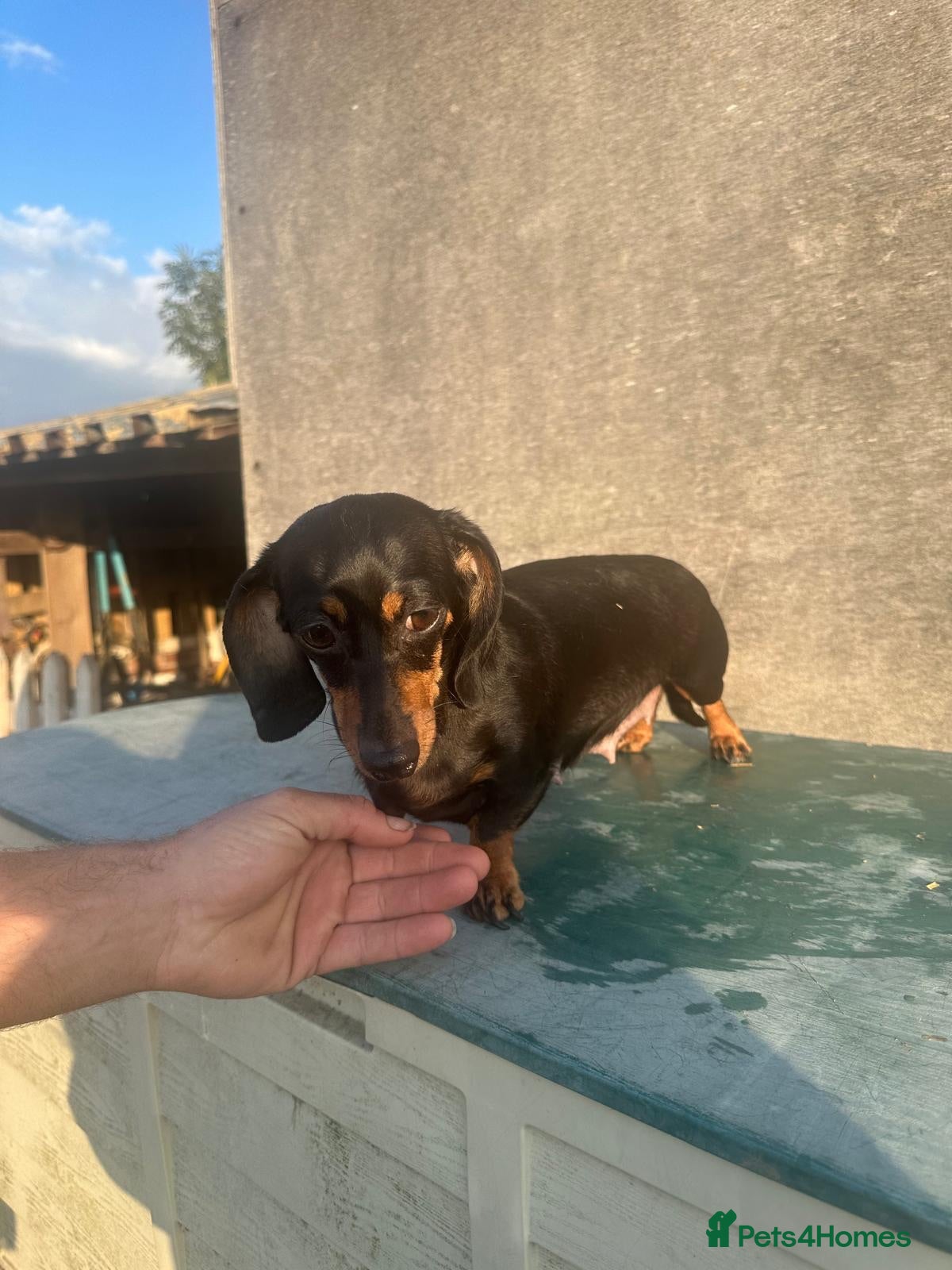 Dachshund dogs Luvly stunning miniature dashounds  - Advert 1