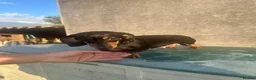 Dachshund dogs for sale: Luvly stunning miniature dashounds  - Advert 1