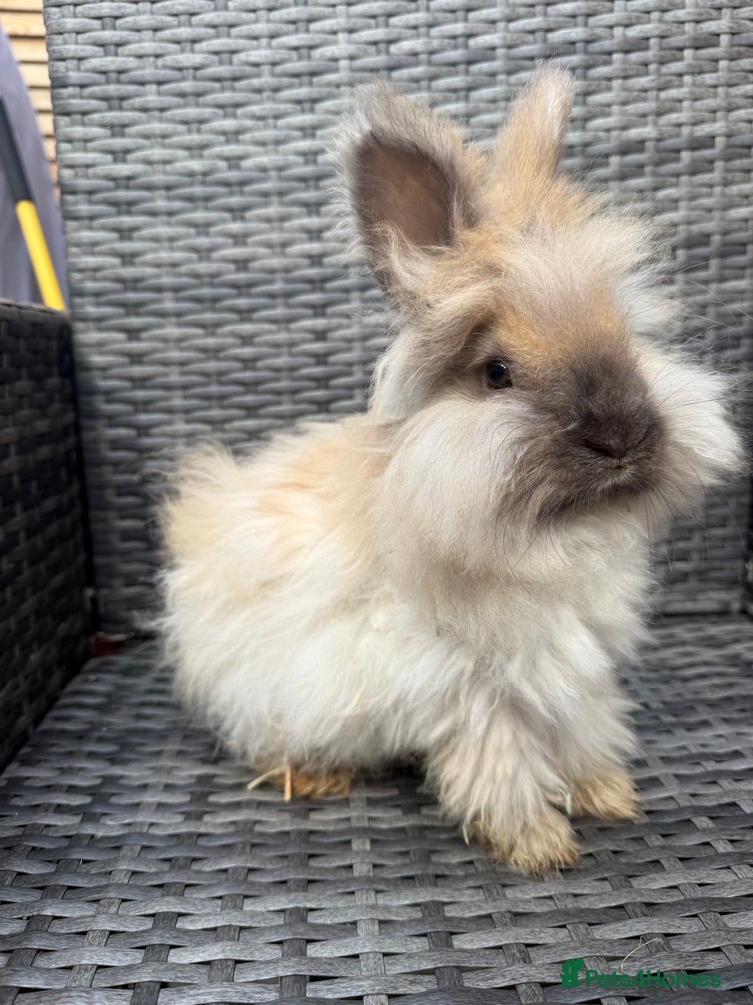Angora rabbits for sale: English Angora Babies  - Advert 3