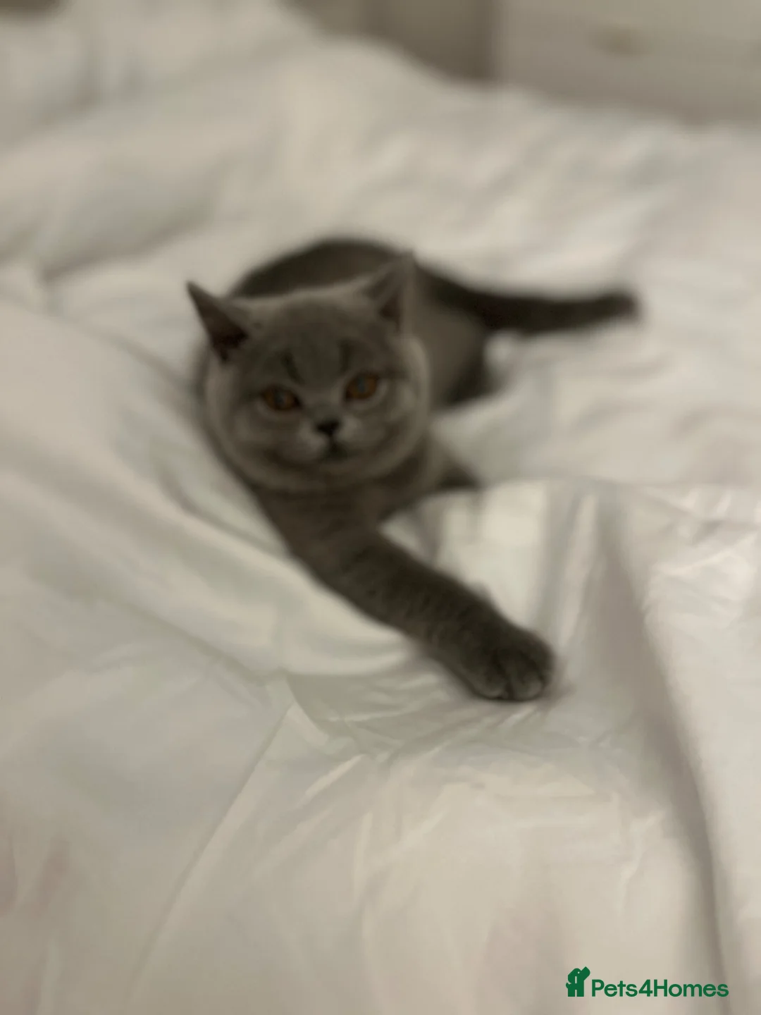 British Shorthair cats for sale: British shorthair female kitten GCCF registered - Advert 2