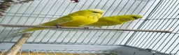 Budgerigars birds for sale: Adult Male Budgies & Cage - Advert 2