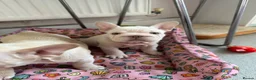 French Bulldog dogs for sale: French bulldog puppies Ready Now! - Advert 11