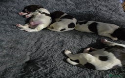 English Springer Spaniel dogs for sale: Stunning Pedigree Registered Pups - Image 1