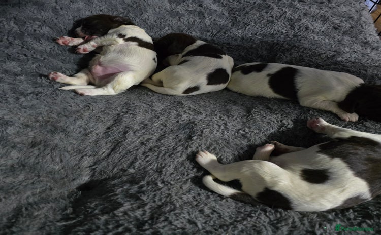 English Springer Spaniel dogs - Advert 6