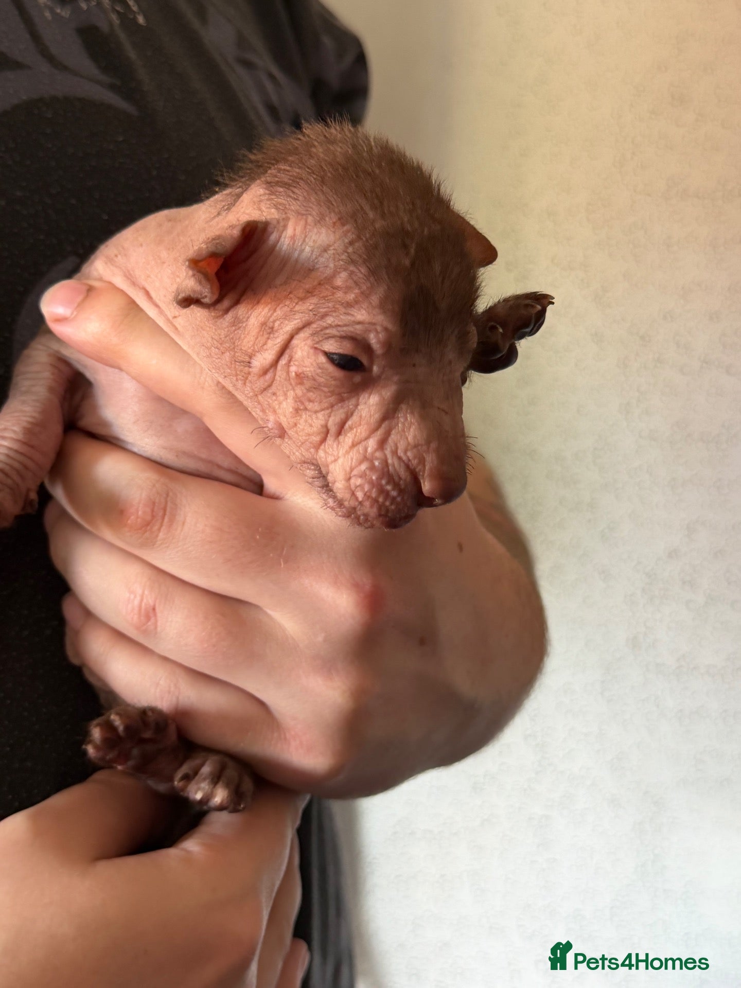Mexican Hairless dogs NEW intermediate size. - Advert 4