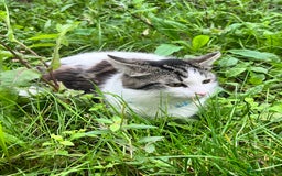 British Longhair cats for sale: New home for little Pasha! - Image 1