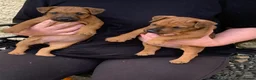 Lakeland Terrier dogs for sale: Lakeland terrier pups  - Advert 4