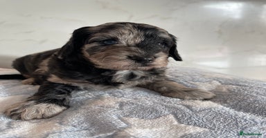 Cockapoo dogs - Advert 8
