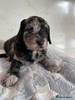 Cockapoo dogs - Advert 5