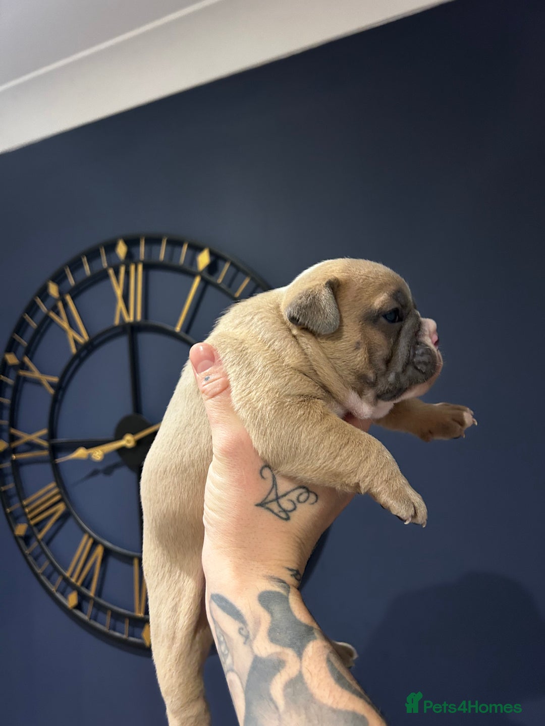 Mixed Breed dogs for sale: English bulldogs  - Advert 4