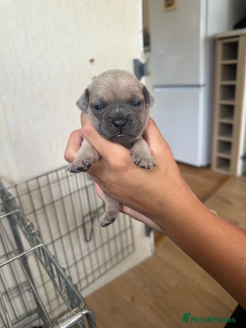 Mixed Breed dogs - Advert 14