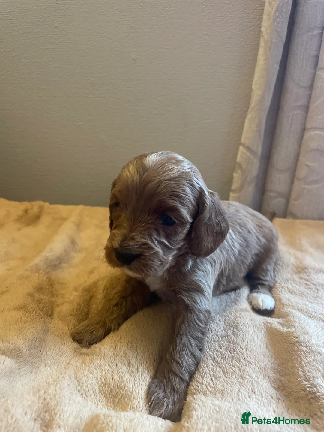 Cavapoo dogs for sale: Beautiful cavapoo puppies  - Advert 6