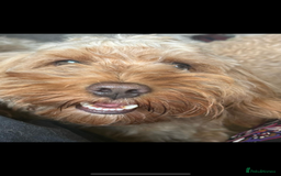 Cockapoo dogs for stud: Mr Bailey  - Image 3