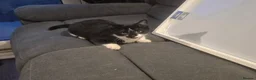 Mixed Breed cats for sale: Female kitten for sale  in Basildon - Advert 4