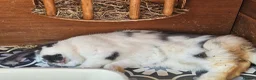 Mini Lop rabbits for sale: 💙 rescue bunnies 💕 - Advert 2