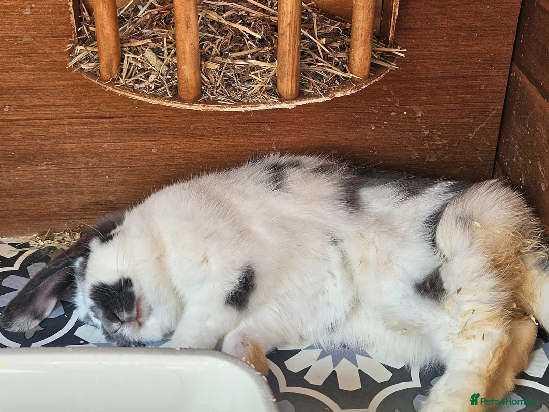 Mini Lop rabbits for sale: 💙 rescue bunnies 💕 - Advert 2