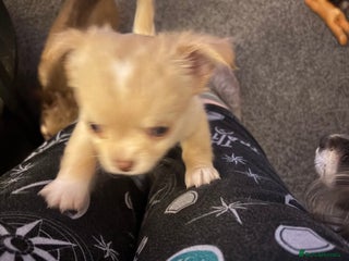 Chihuahua dogs KC Registered Chihuahua puppies available - Advert 3