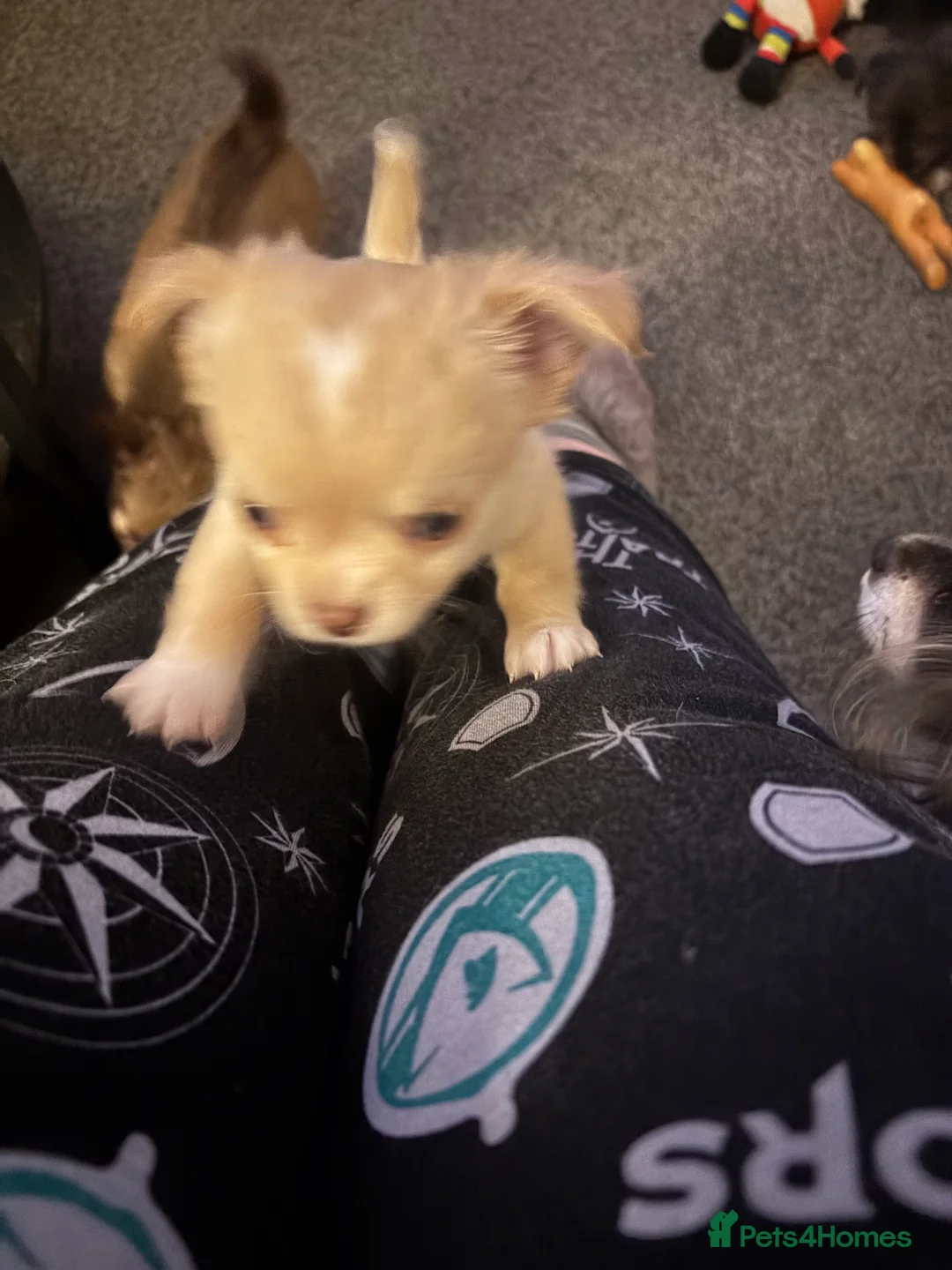 Chihuahua dogs for sale: Only 3 KC Registered perfect boys available  - Advert 12