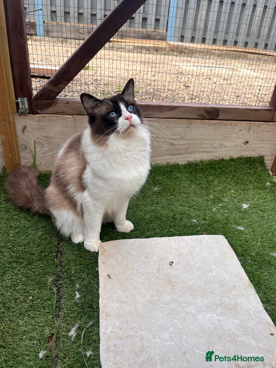 Ragdoll cats for sale: Active Young Stud boy GccF & TICA Ragdoll - Advert 5