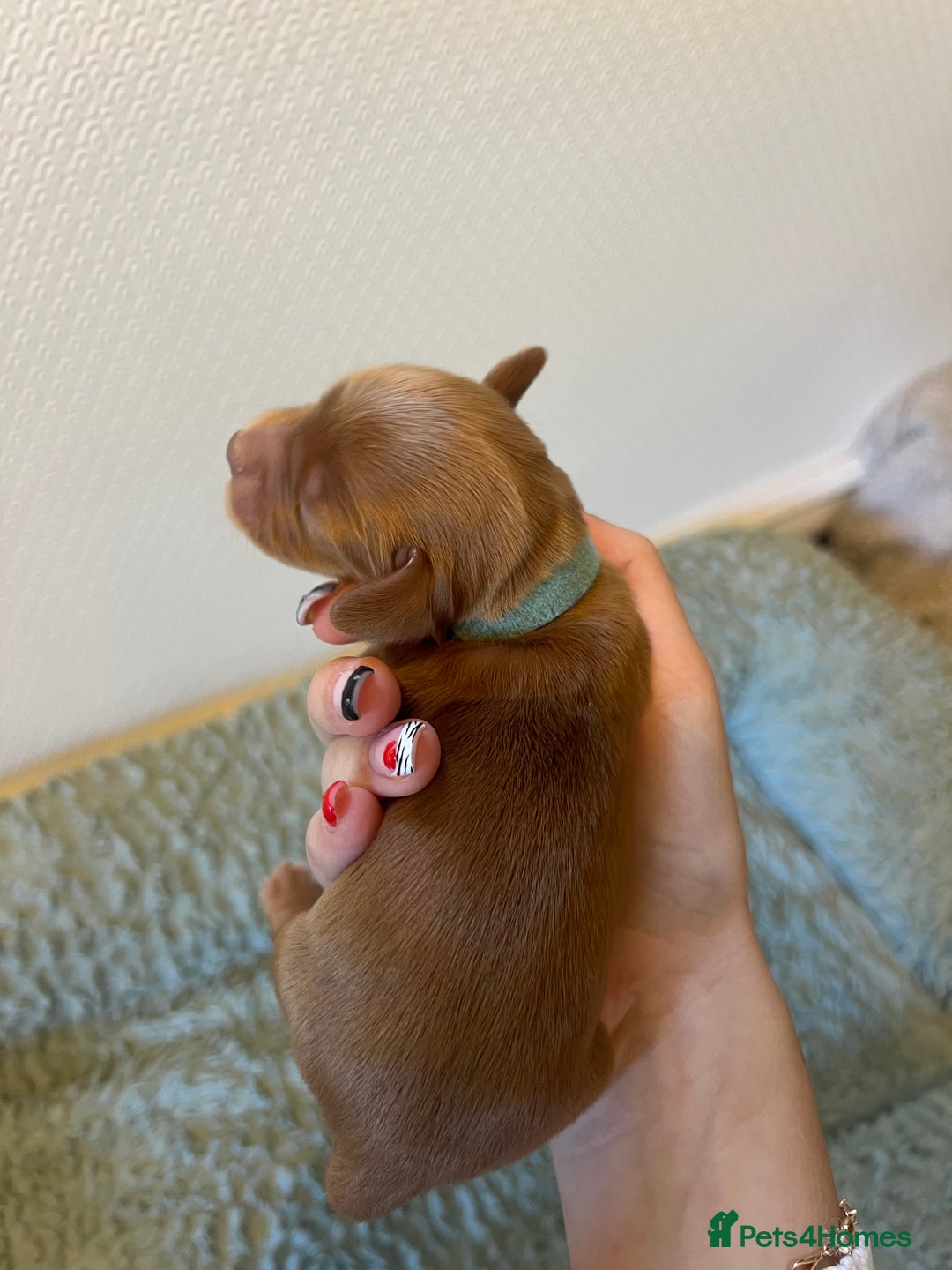 Cocker Spaniel dogs for sale: 🐶Cocker Spaniel Pups Looking for Forever Family🐶 - Image 30