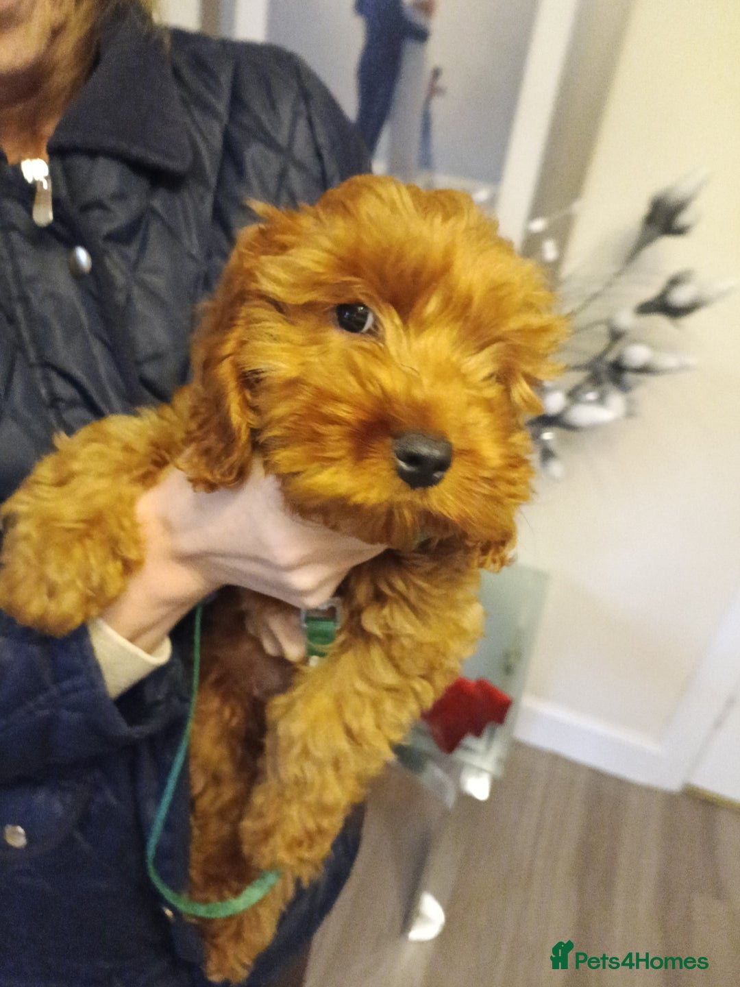 Cockapoo dogs for sale: Cockapoo girl red f1  - Advert 3