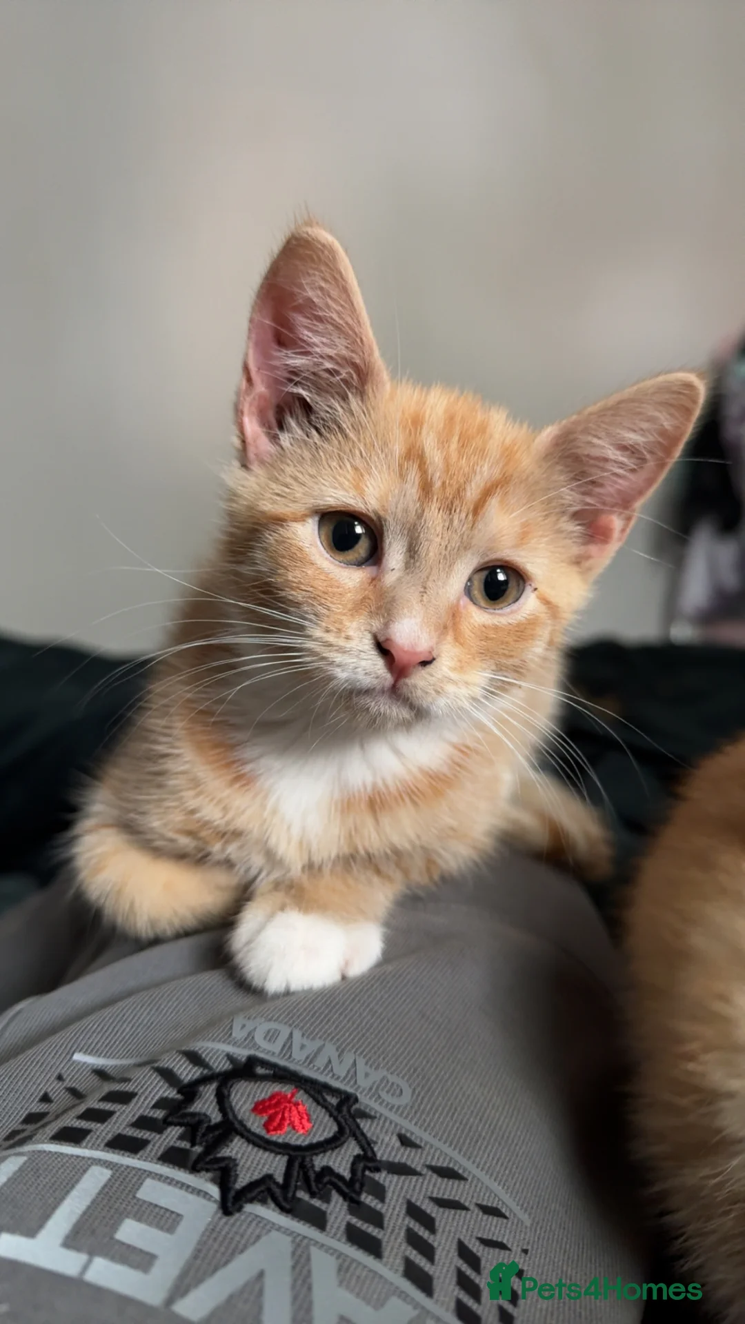 Mixed Breed cats for sale: Mixed breed kittens  - Advert 10