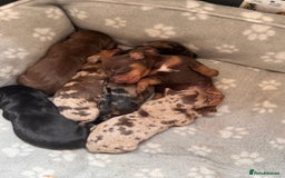 Miniature Dachshund dogs for sale: Miniature dachshunds smooth hair puppy’s  - Image 8