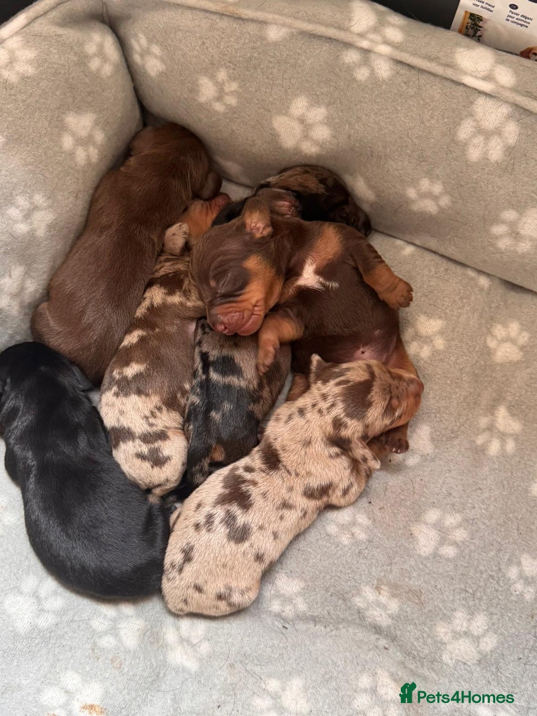 Miniature Dachshund dogs for sale: Miniature dachshunds smooth hair puppy’s  - Image 8