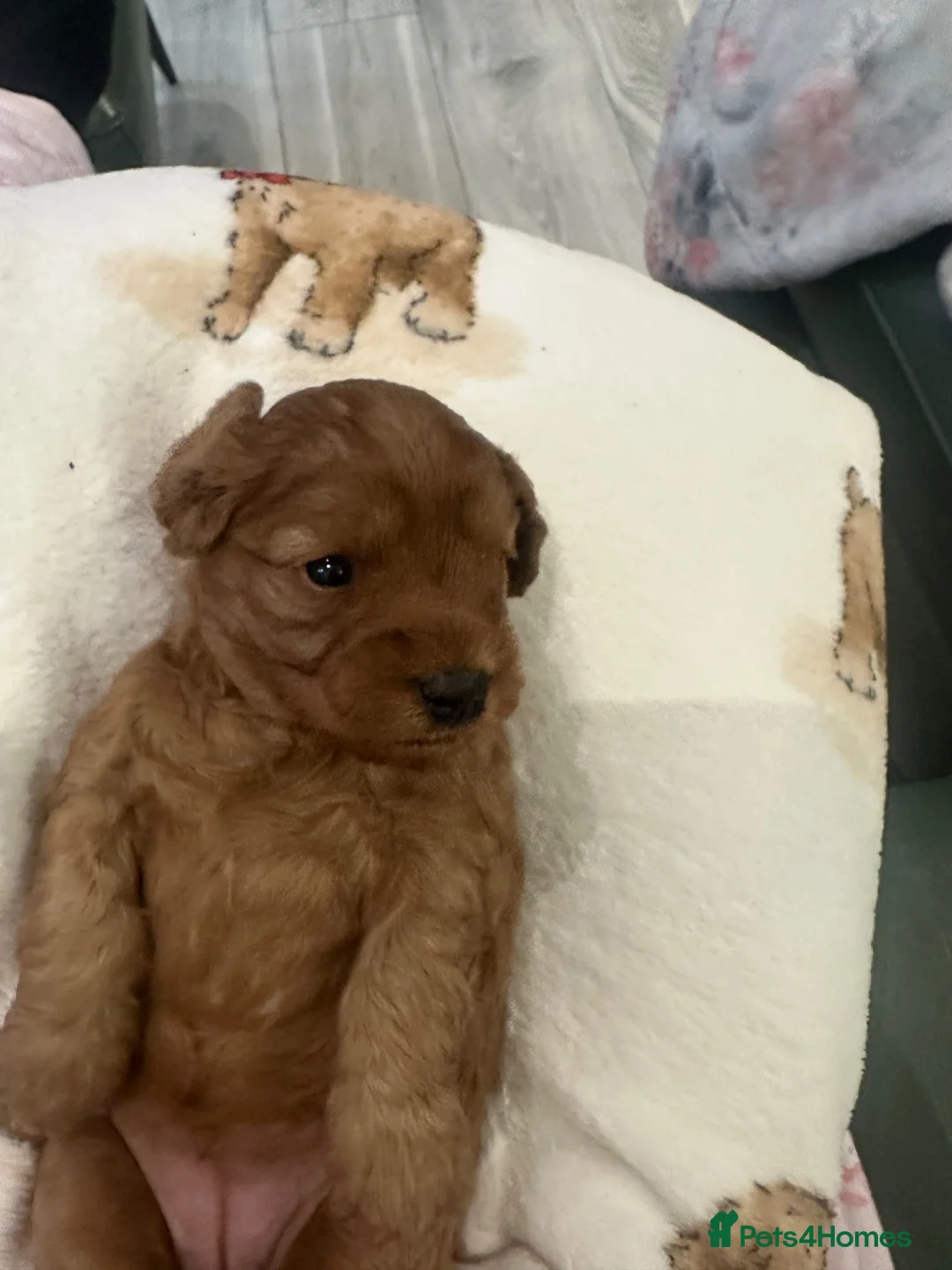 Mixed Breed dogs for sale: Beautiful Red Cavapoo Puppies  - Advert 2