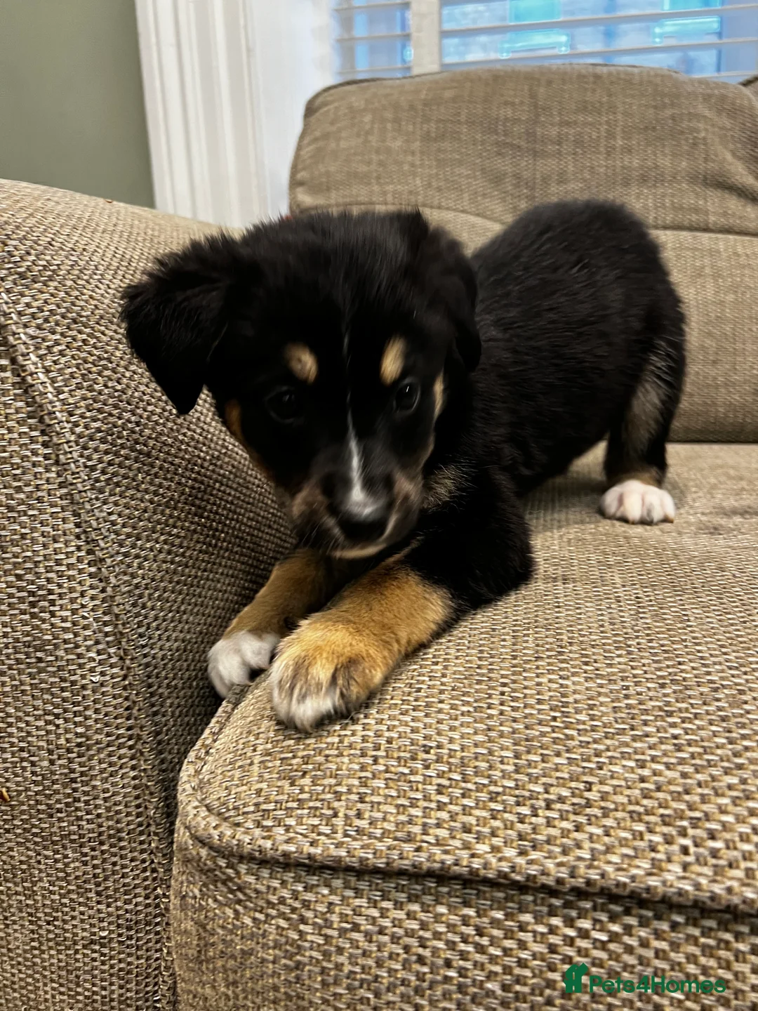 Mixed Breed dogs for sale: Bernese X Huskydor Pups - Advert 27