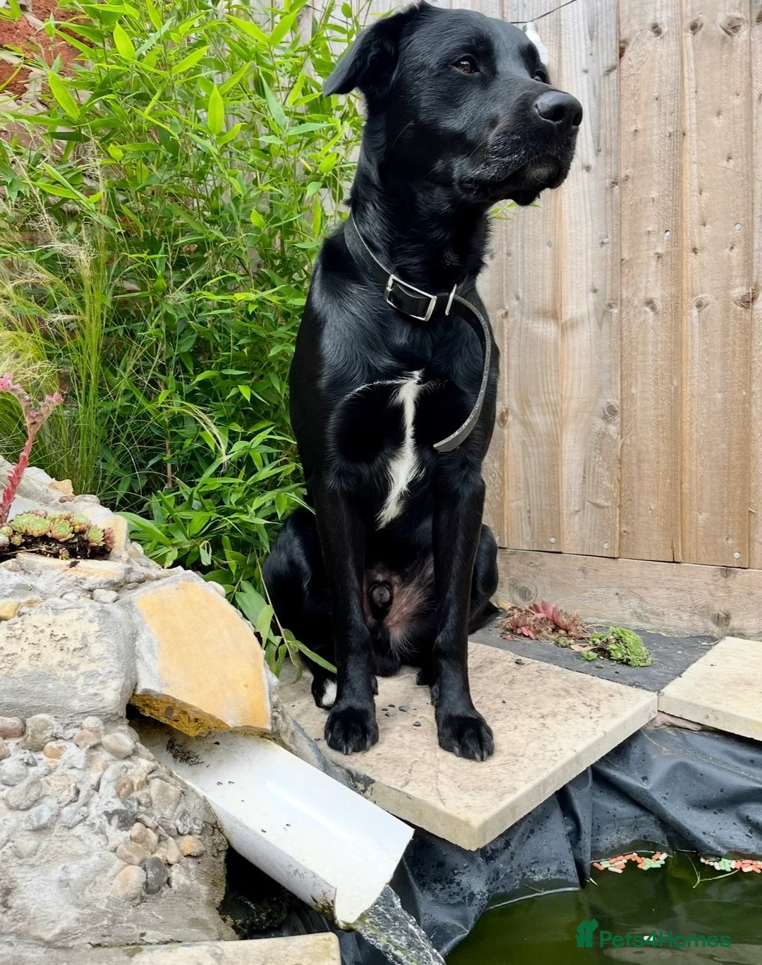 Borador dogs for sale: Labrador Collie Cross (Benji) - Advert 4