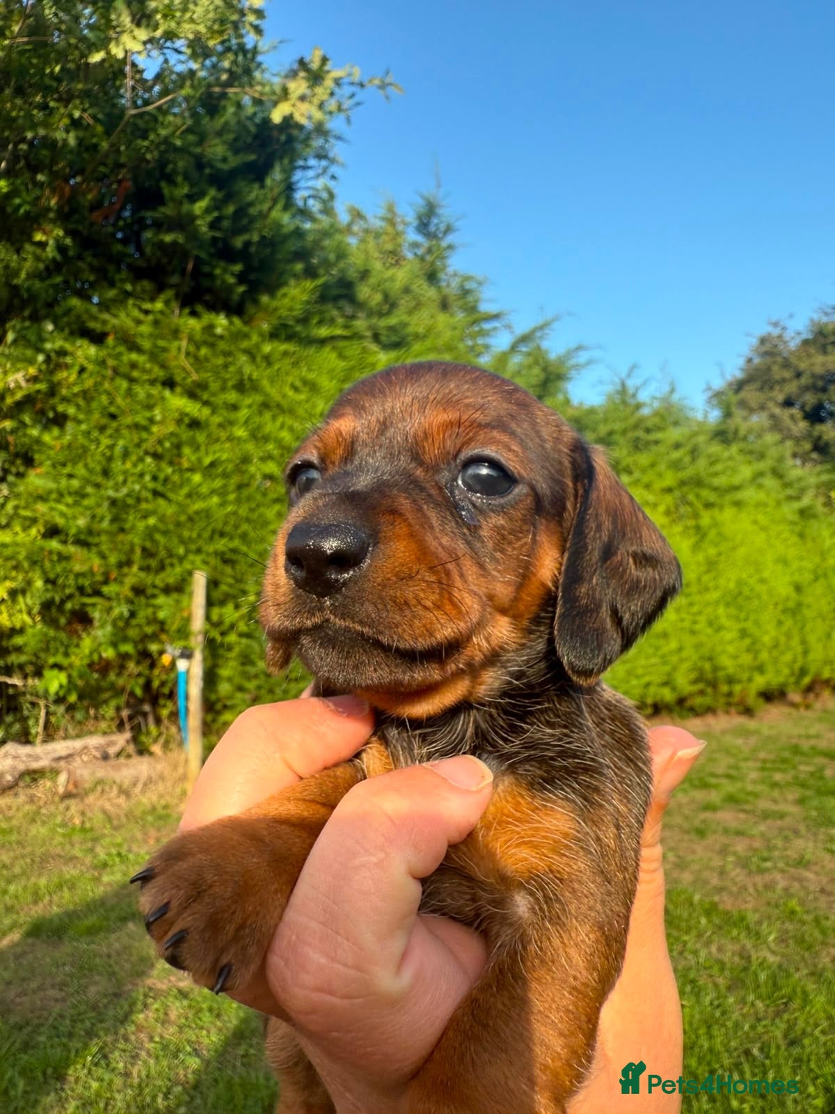 Miniature Dachshund dogs Miniature Dachshund Puppies - Advert 1