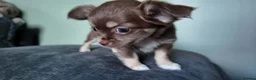 Chihuahua dogs for sale: Long haired chihuahua pups  in Rotherham - Advert 20