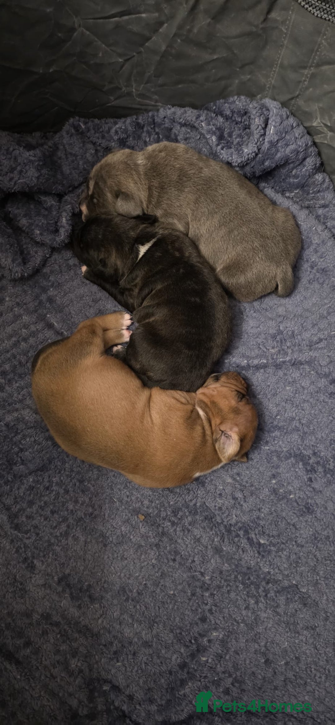 Staffordshire Bull Terrier dogs for sale: 3 Beautiful little staff boys - Image 1
