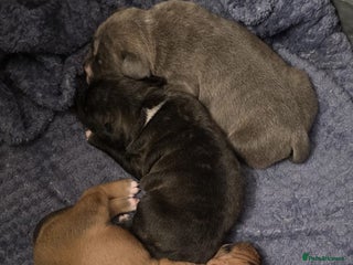 Staffordshire Bull Terrier dogs - Advert 1