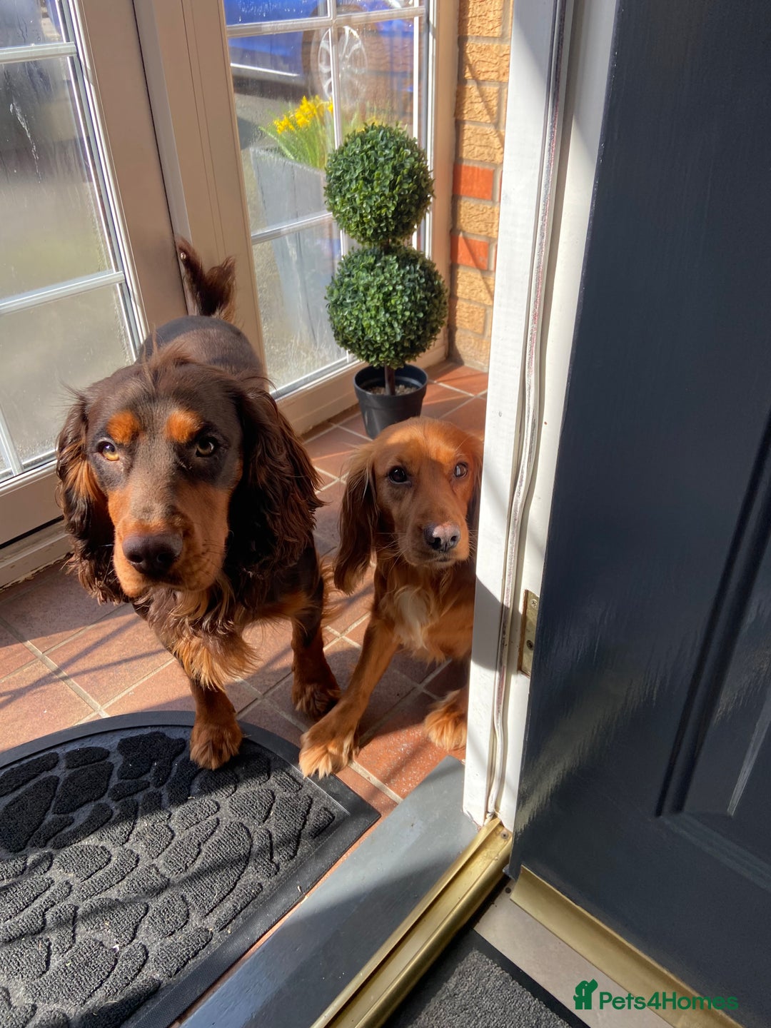 Cocker Spaniel dogs for stud: 🐾 Proven Stud - Healthy Working Cocker Spaniel 🐾 - Image 17