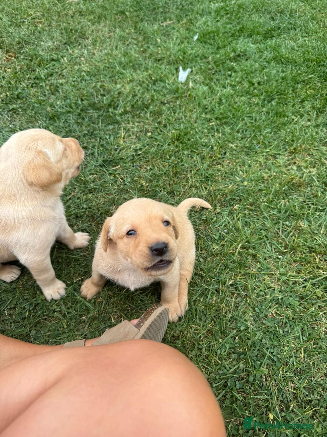 Labrador Retriever dogs for sale: Labrador puppies - Image 10