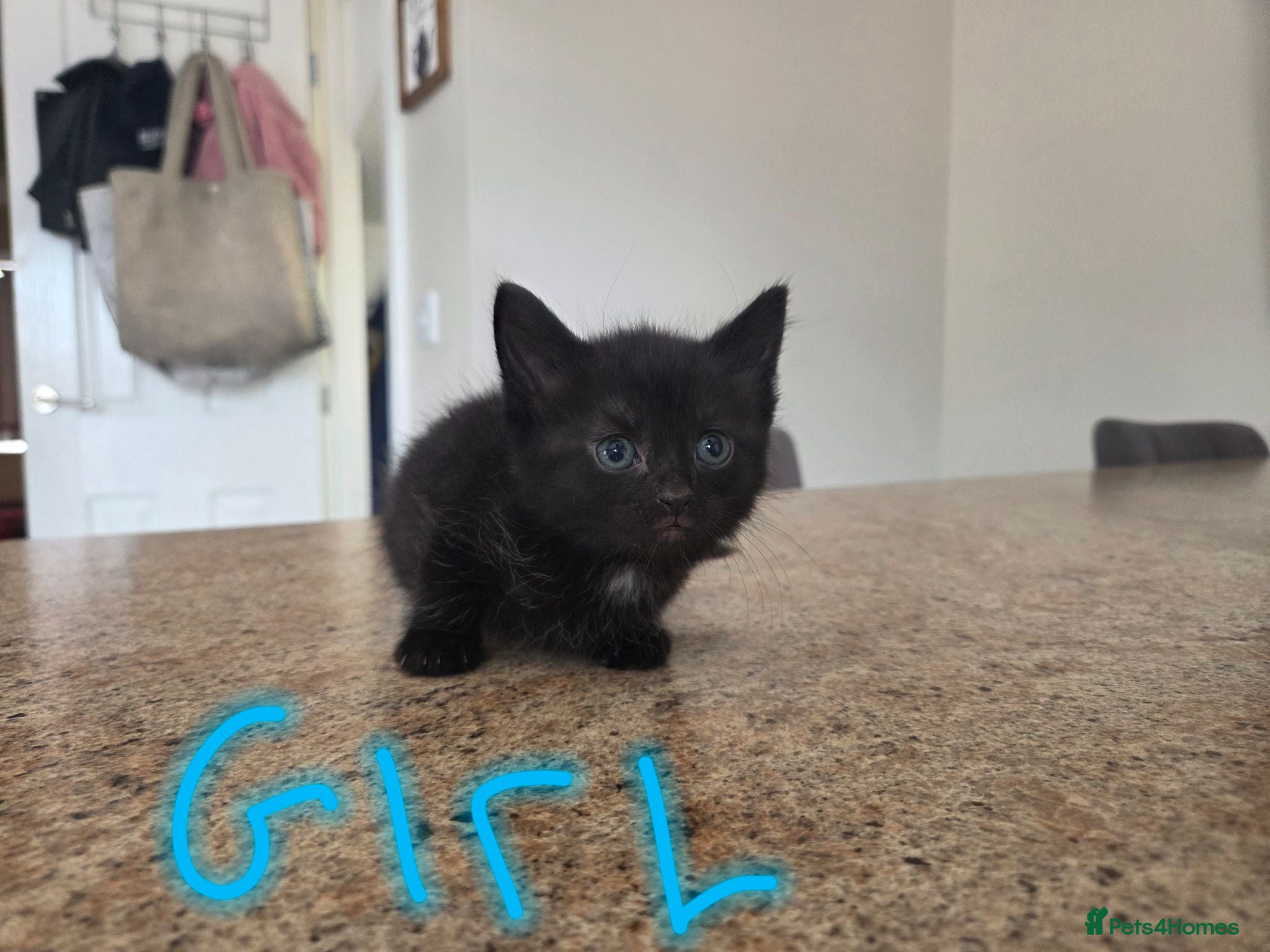 Mixed Breed cats Mother cat and kittens  - Advert 20
