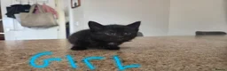 Mixed Breed cats for sale: Mother cat and kittens  - Advert 3