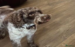 Cockapoo dogs for sale: 2 Year Old loving Cockerpoo - Image 3