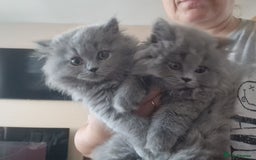 British Longhair cats for sale: british shorthair and shorthair males - Image 13