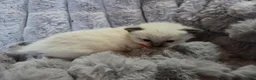 Ragdoll cats for sale: 4 Beautiful Ragdoll kittens, 2 Seal, 2 Lilac - Advert 7
