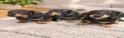 Miniature Dachshund dogs for sale: KC Miniature Dachshunds ready to leave now London - Advert 8