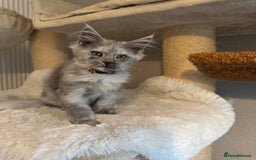 Maine Coon cats for sale: Stunning Maine Coon girls  - Image 17