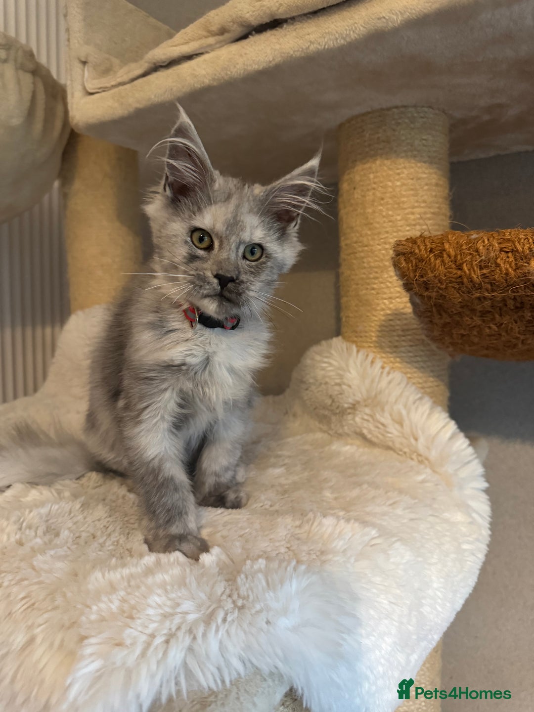 Maine Coon cats for sale: Stunning Maine Coon girls  - Image 17