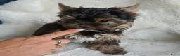 Yorkshire Terrier dogs for sale: READT TO GO❗️Little Yorkshire Terrier Puppies! - Advert 19
