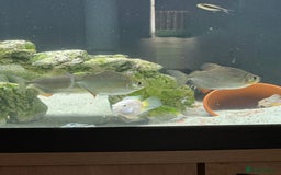 Other/Mixed Breed fish for sale: 4x tropical silver dollar fish for sale - Image 1