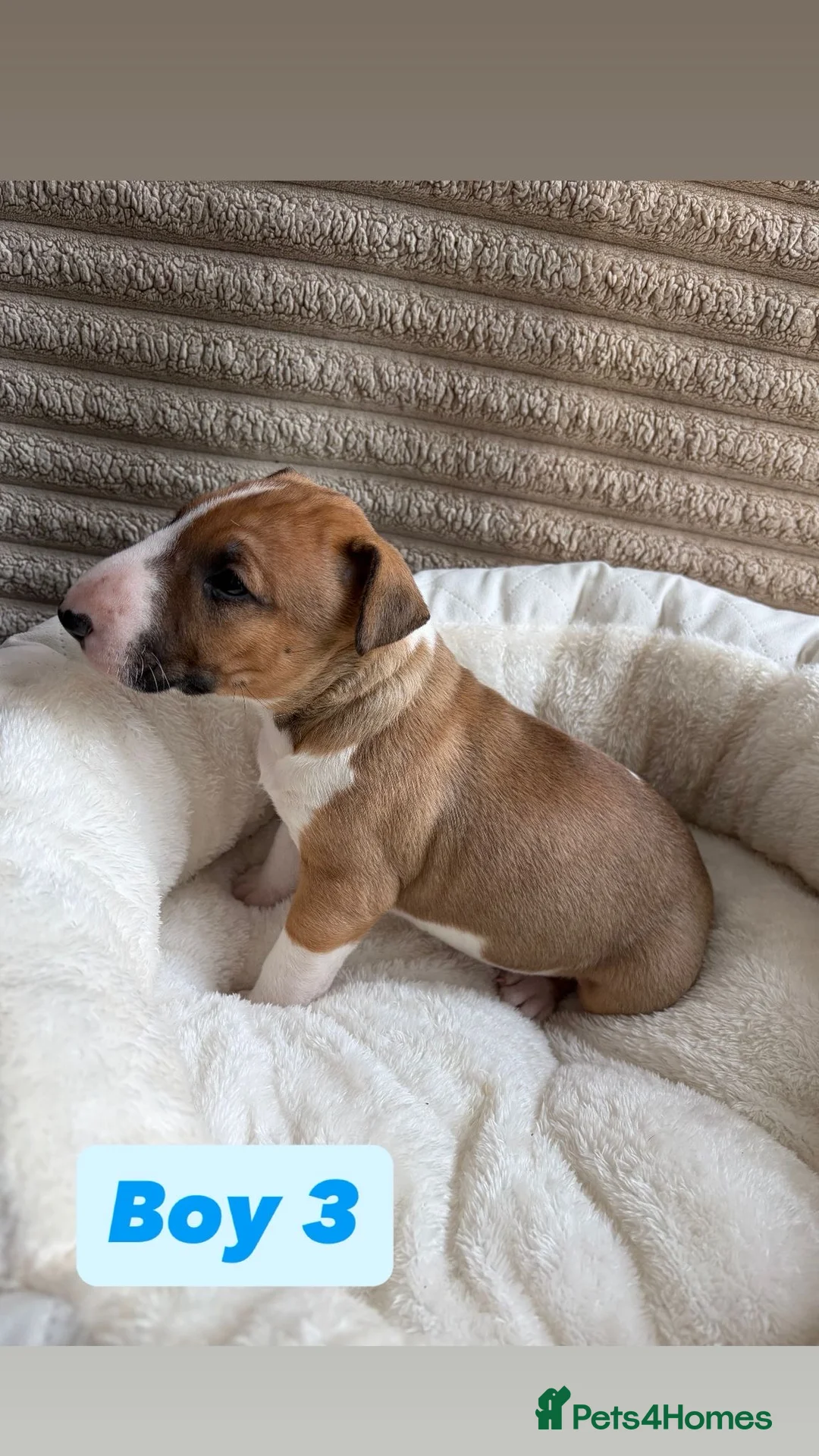 English Bull Terrier dogs for sale: 4 English Bull Terrier Puppies For Sale - Advert 12